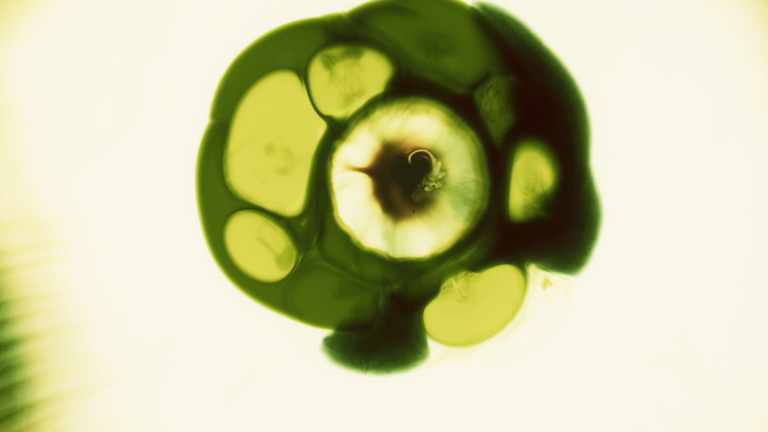 Ice Cream - Purpose 50