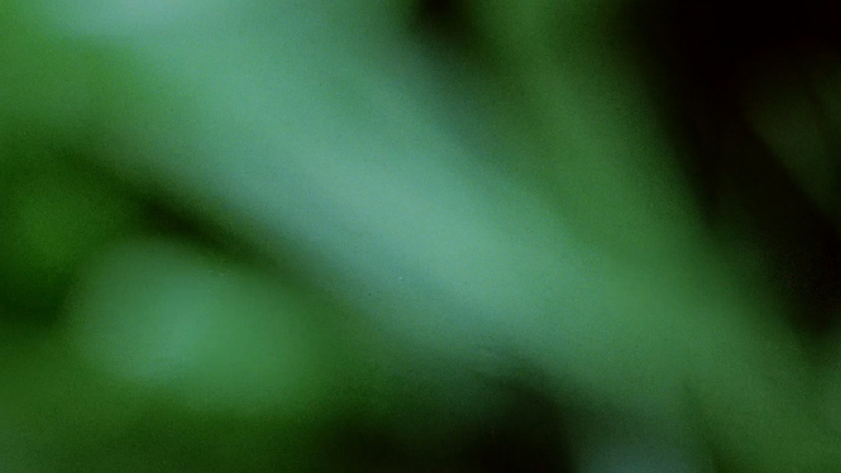 Ice Cream - Flamingo Estate